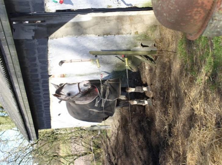 Anden særlig race Happy dane solgt - billede fra sidste vinter 2007 billede 14