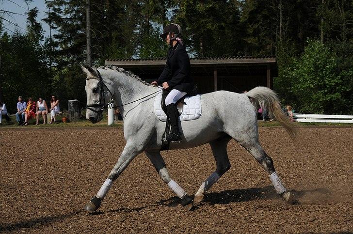 Anden særlig race Ricky -  2011 billede 6