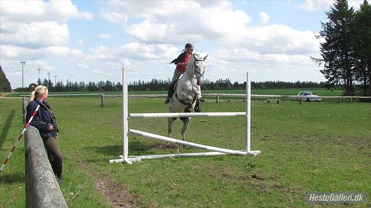 Anden særlig race Ricky - 2011 billede 7