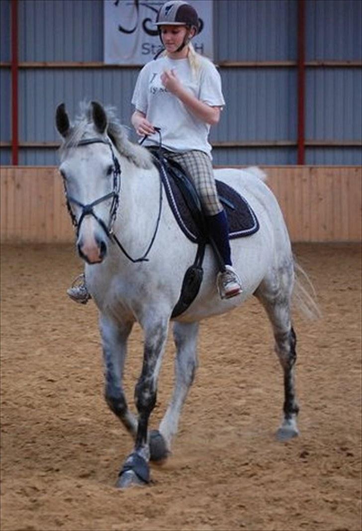 Anden særlig race Ricky - 2010 billede 8