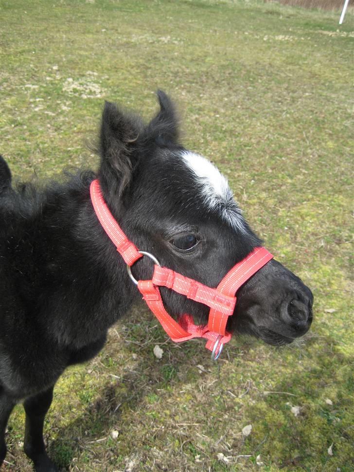 Welsh Mountain (sec A) tarzan <3 - hej og velkommen til min profil billede 1