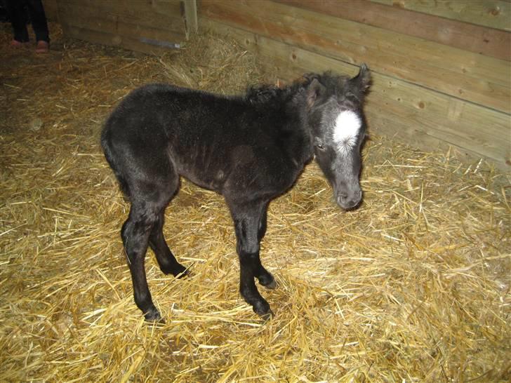 Welsh Mountain (sec A) tarzan <3 billede 2