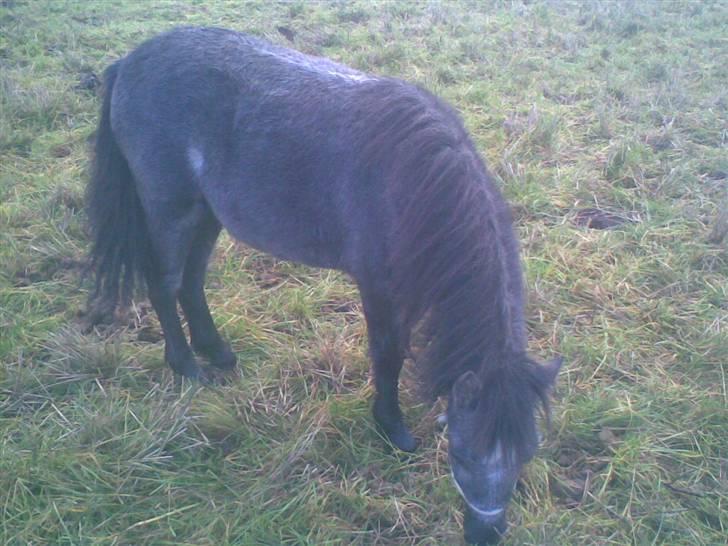 Welsh Mountain (sec A) tarzan <3 billede 3