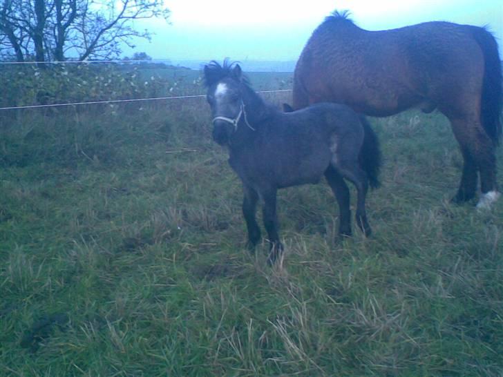 Welsh Mountain (sec A) tarzan <3 billede 4