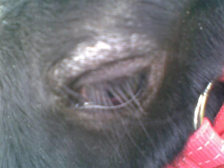 Welsh Mountain (sec A) tarzan <3 billede 5