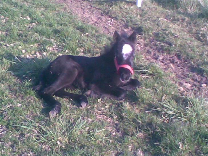 Welsh Mountain (sec A) tarzan <3 billede 6