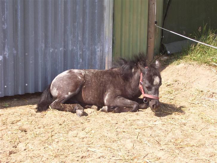 Welsh Mountain (sec A) tarzan <3 billede 7