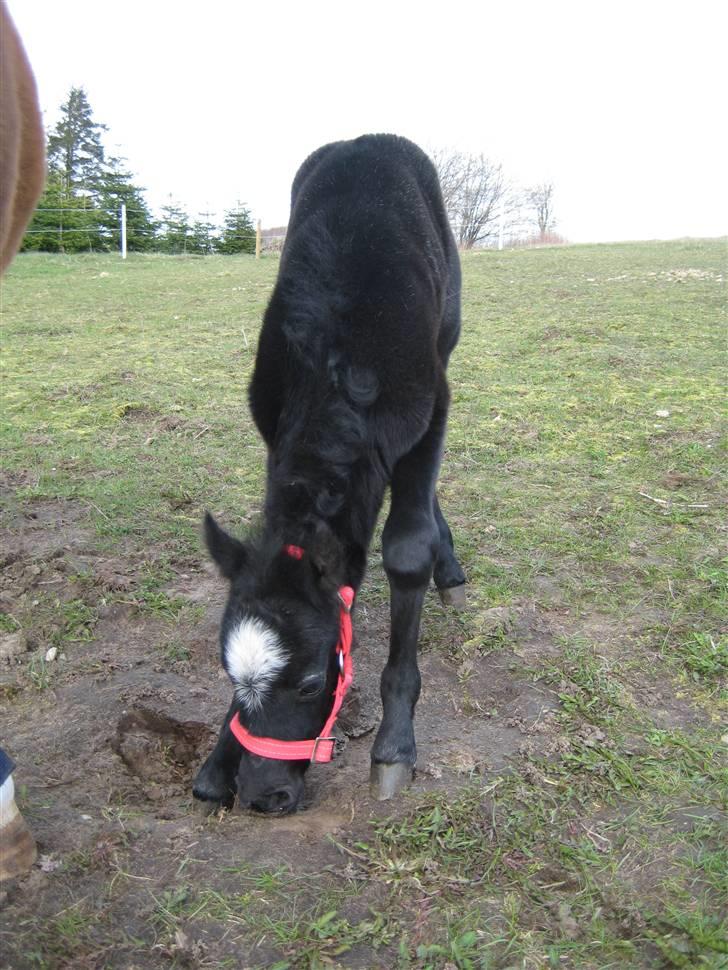 Welsh Mountain (sec A) tarzan <3 billede 8