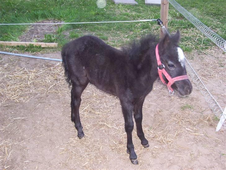 Welsh Mountain (sec A) tarzan <3 billede 9