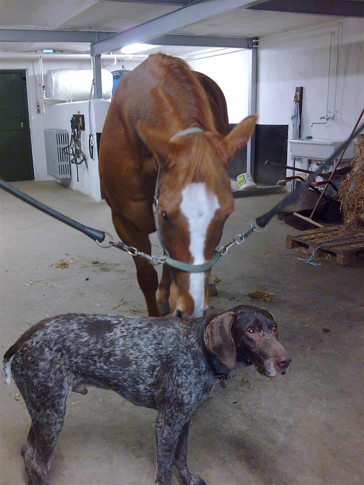 Dansk Varmblod Lillemarkens Acansam - han blev hurtigt venner med buster billede 1