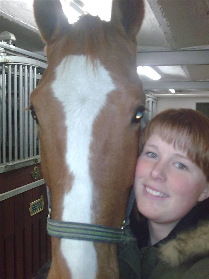 Dansk Varmblod Lillemarkens Acansam - han er bare dejlig billede 2