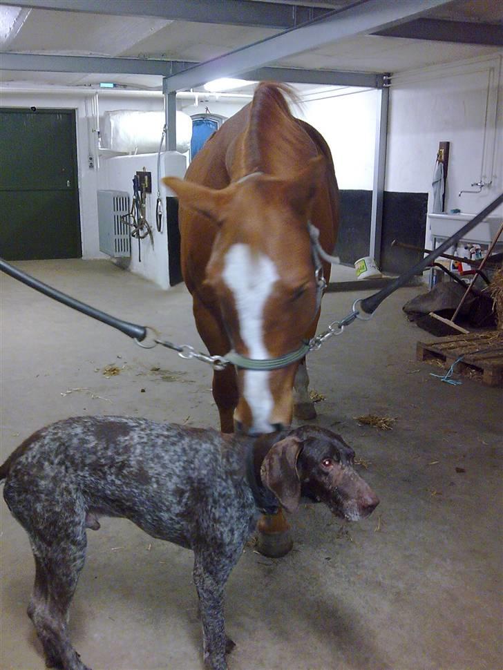 Dansk Varmblod Lillemarkens Acansam - han er meget nysgerrig billede 3
