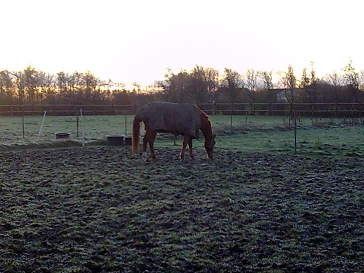 Dansk Varmblod Lillemarkens Acansam - første gang ham var på fold billede 4