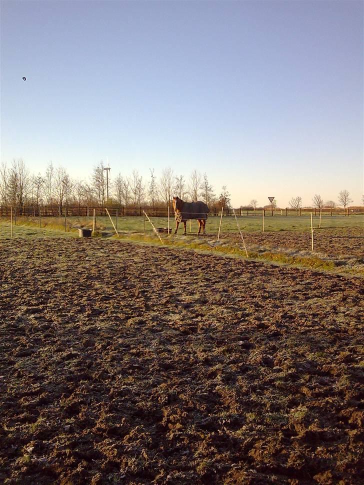 Dansk Varmblod Lillemarkens Acansam - han hyggede sig rigitg på folden billede 5