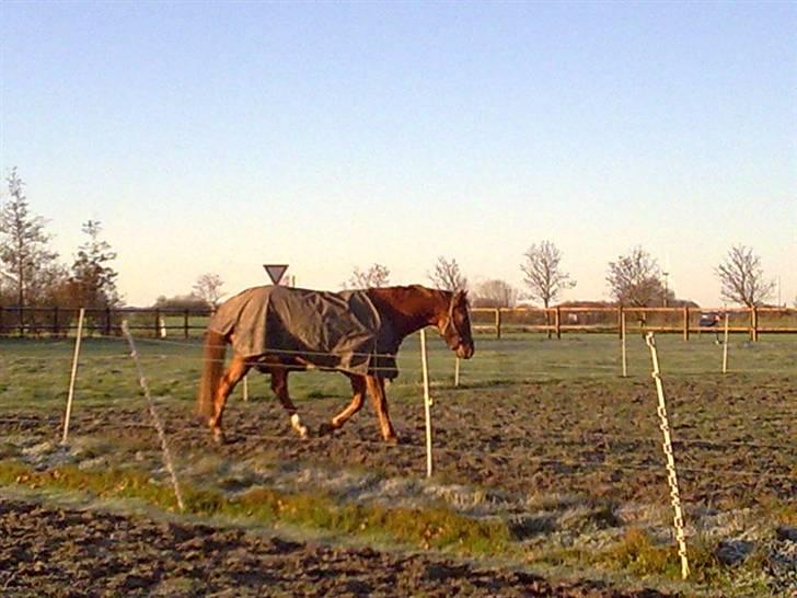 Dansk Varmblod Lillemarkens Acansam - det var bare dejligt at han tog det så pænt billede 6