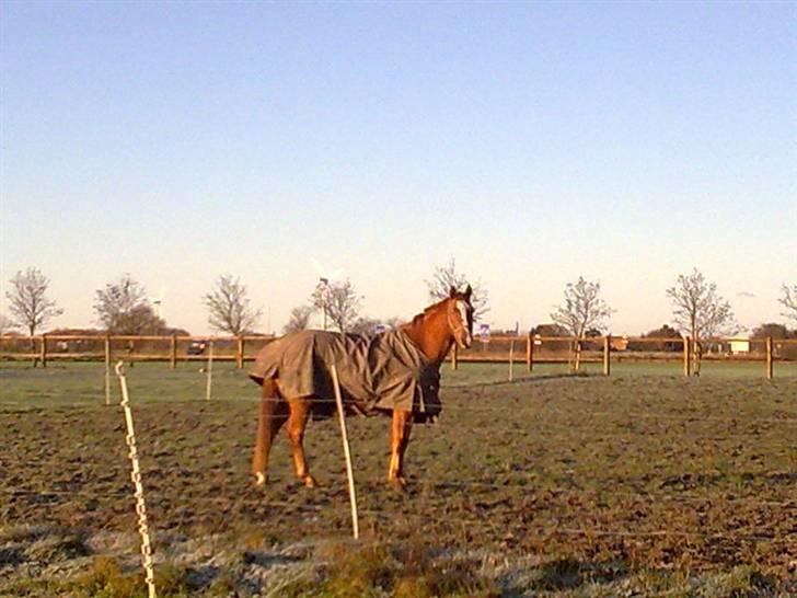 Dansk Varmblod Lillemarkens Acansam - han skal lige holde øje med det hele billede 7
