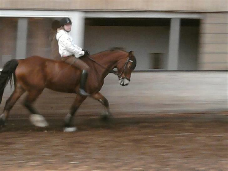 Anden særlig race Torja (Halvpart) - #8 billede 8