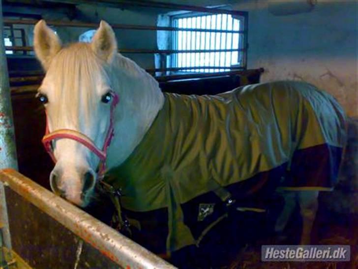 Welsh Pony (sec B) Lisette  billede 18