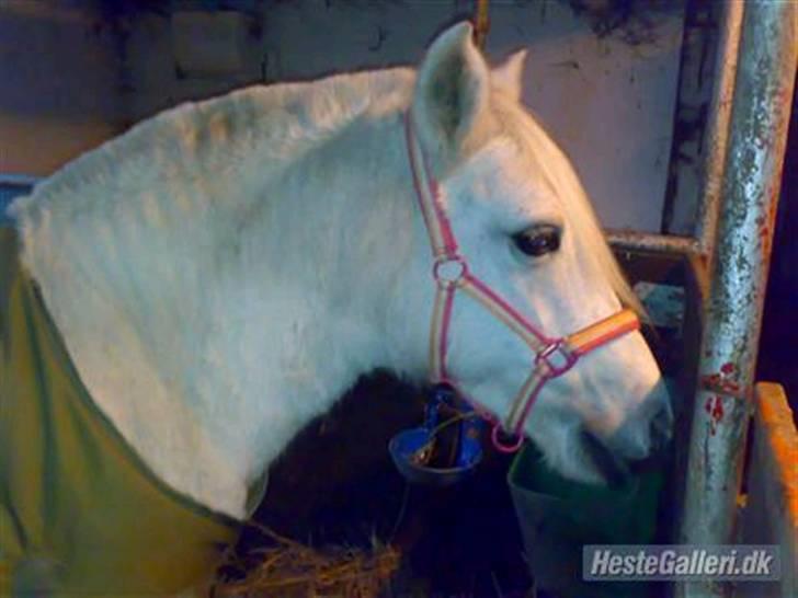 Welsh Pony (sec B) Lisette  billede 19