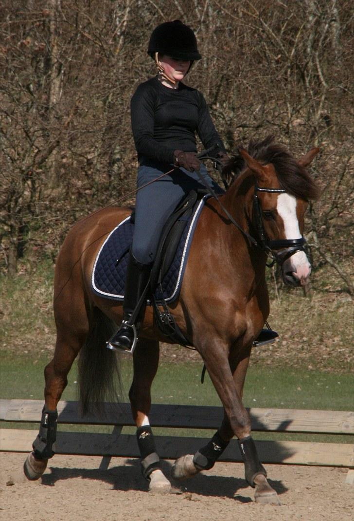 New Forest Domino SOLGT - Træning (Forår 2010) | Foto: Maibritt billede 19