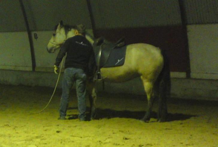 Connemara Salia Maree Manié SOLGT - Shane der arbejder med Salia, 1. gang af to gange han var derude. Hun synes det var sjovt og spændende. billede 8