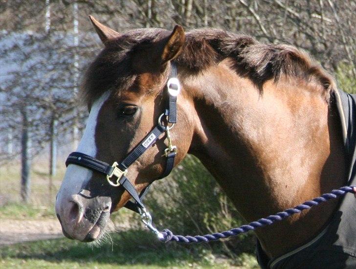 New Forest Domino SOLGT - Min lille gulddreng :-* (Forår 2010) | Foto: Maibritt billede 20