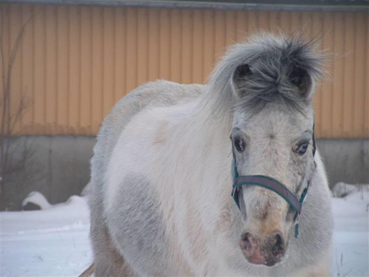 Anden særlig race Bonanza / Fræk af delle xD - Bonanza i sne vejr :O billede 17