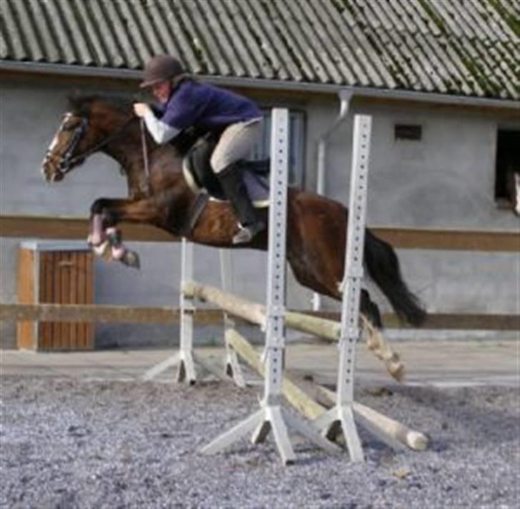 Anden særlig race Freja *SOLGT* - Mulle springer Freja på Stalddane . efteråret 2008 billede 12