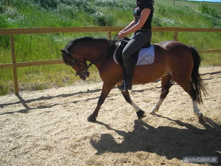 Anden særlig race Freja *SOLGT* - Nanna rider Freja på Stald Søgaard. sommeren 2008 billede 13