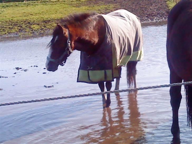 Anden særlig race Freja *SOLGT* - Freja på fold, dagen hvor hun er ankommet på Stalddane.. efteråret 2008 billede 14