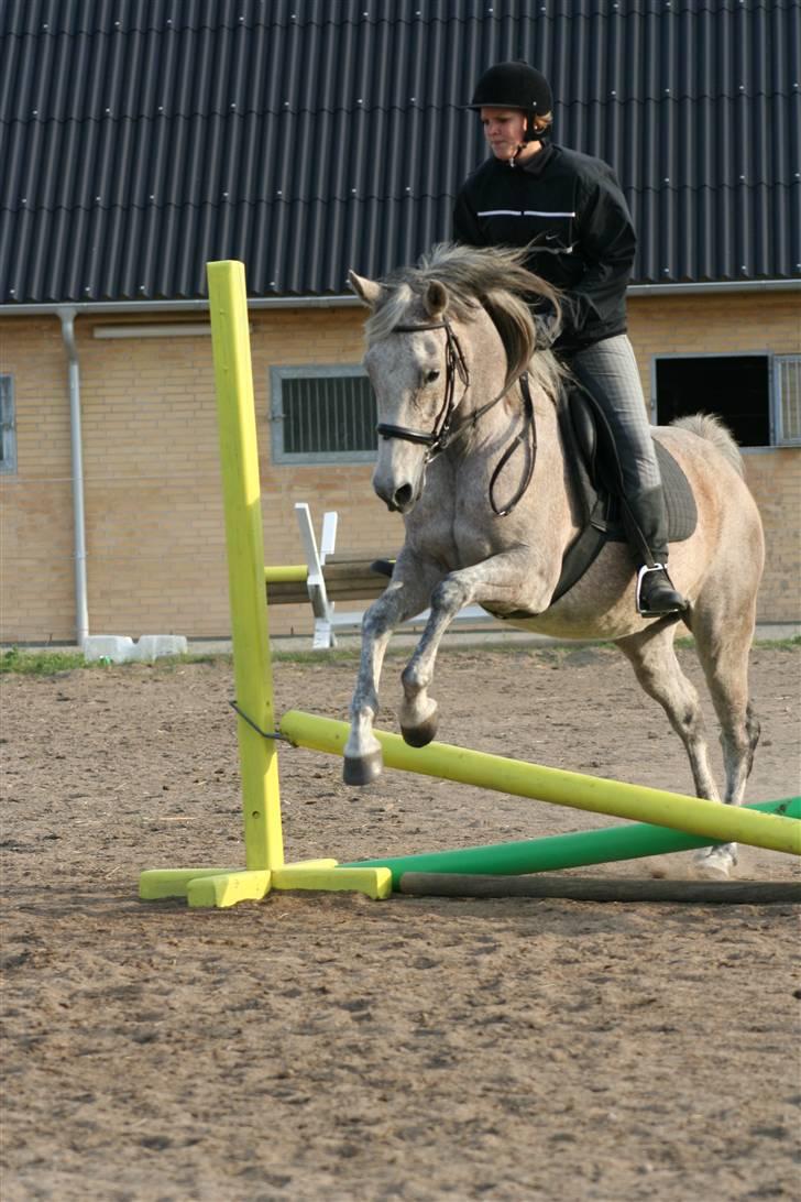 Arabisk fuldblod (OX) Chelima OX 2865 - en af de første gange vi sprang. billede 9