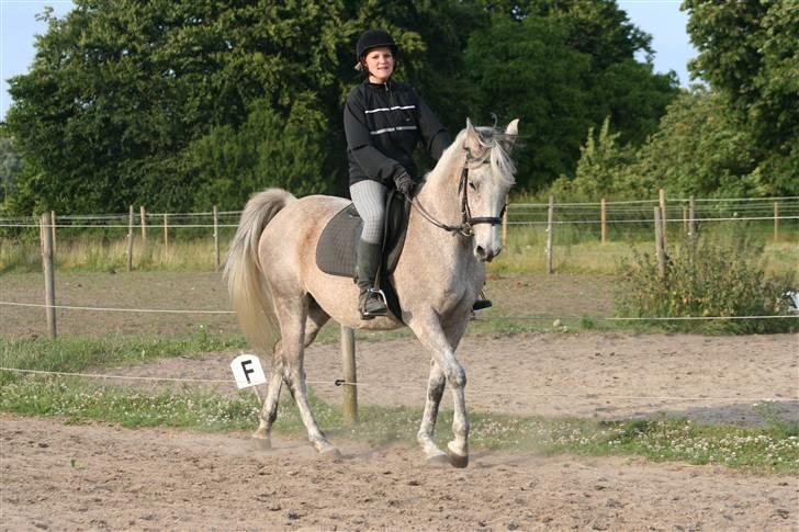 Arabisk fuldblod (OX) Chelima OX 2865 - Hvor er hun smuk <3 billede 10