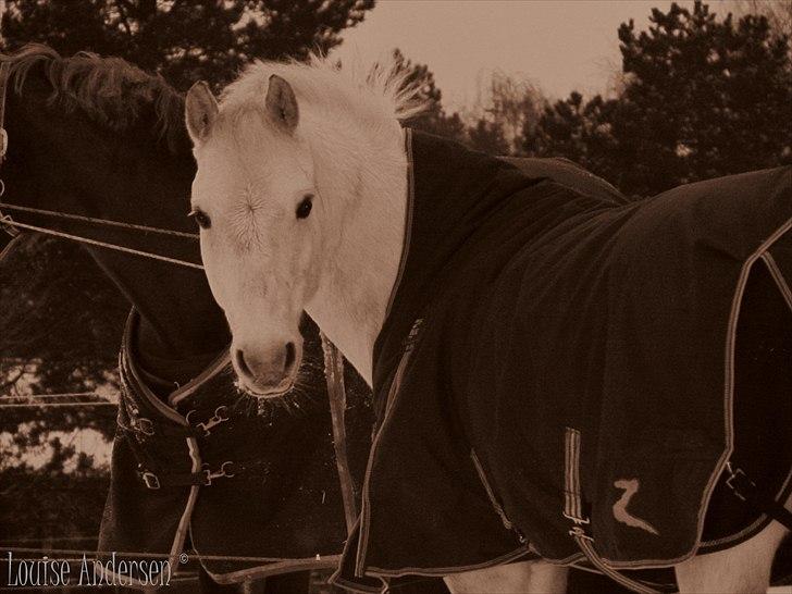 Anden særlig race  Bandit<3 *SOLGT* - Bandit, altid på pletten! <3 :) foto: miig billede 1