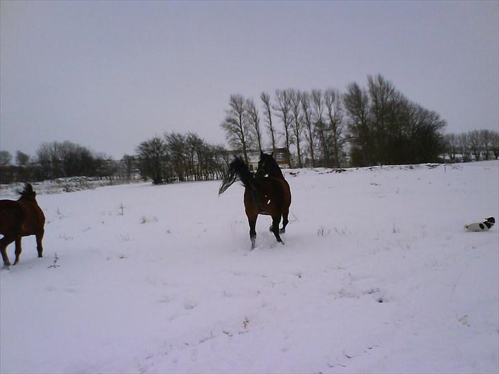Dansk Varmblod Pilelundens Darling - vinter 2009-10 billede 5