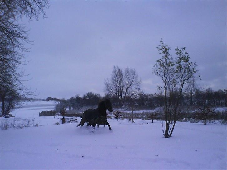 Dansk Varmblod Pilelundens Darling - vinter 2009-10 billede 9