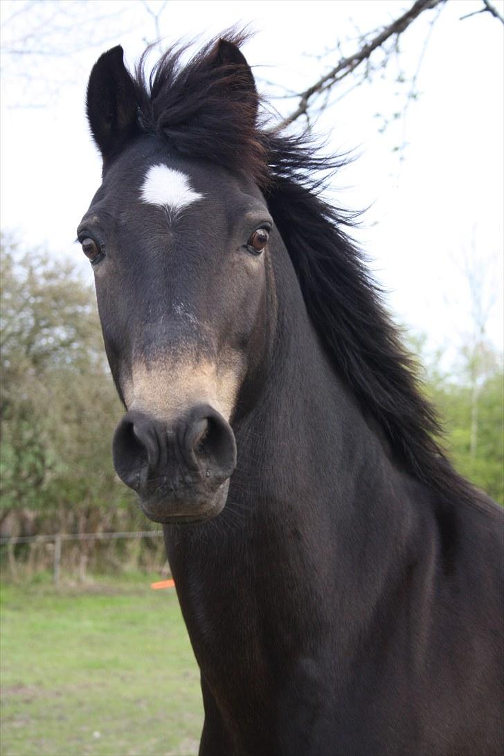 Welsh Partbred (Sec F) Backersdals Gaston  - Velkommen, til Gaston´s Profil ;D billede 1