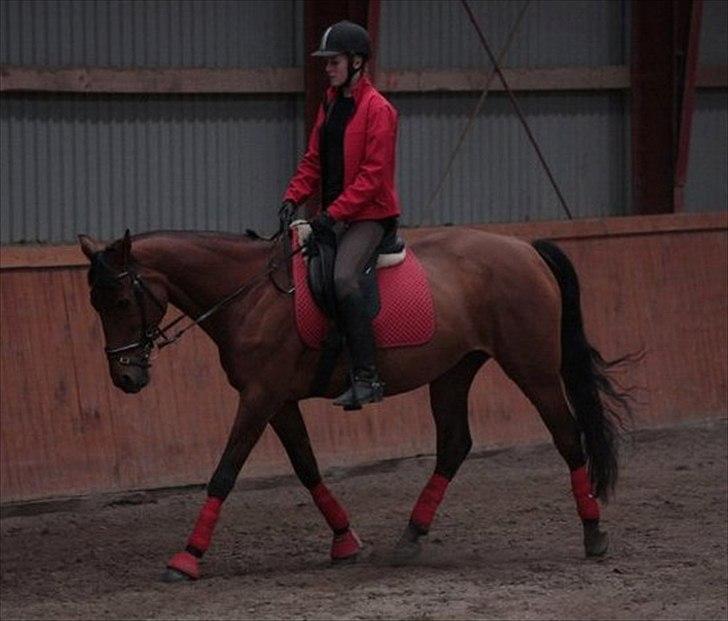 Anden særlig race Flicka  - Billede 5: Dressur d.30/3 2011. Efter jeg er begyndt med undervisning ved Jørn Hansen :) (: FOTO:  Christina Rasmussen billede 5