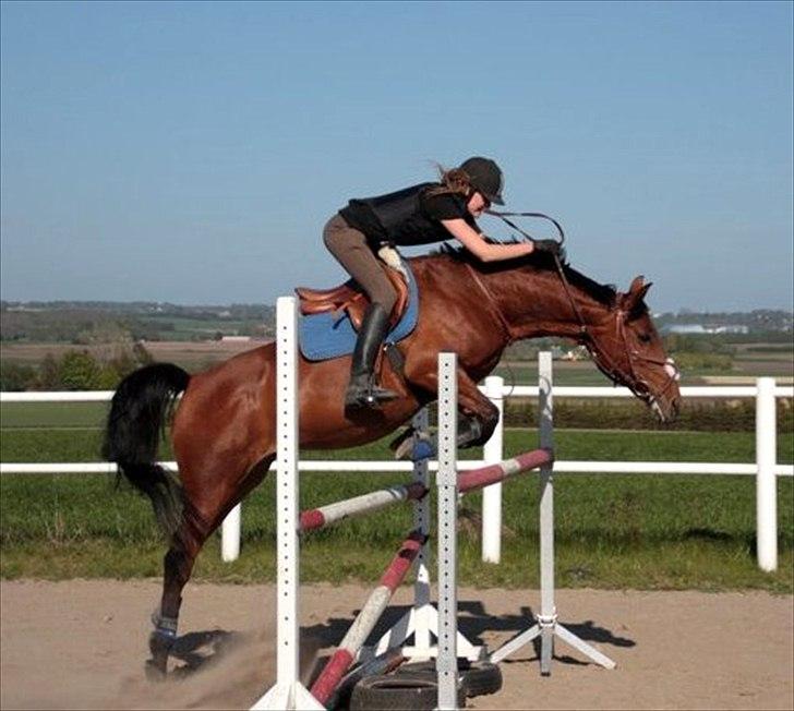 Anden særlig race Flicka  - Billede 6: 120 cm (: FOTO: Christina Rasmussen billede 6
