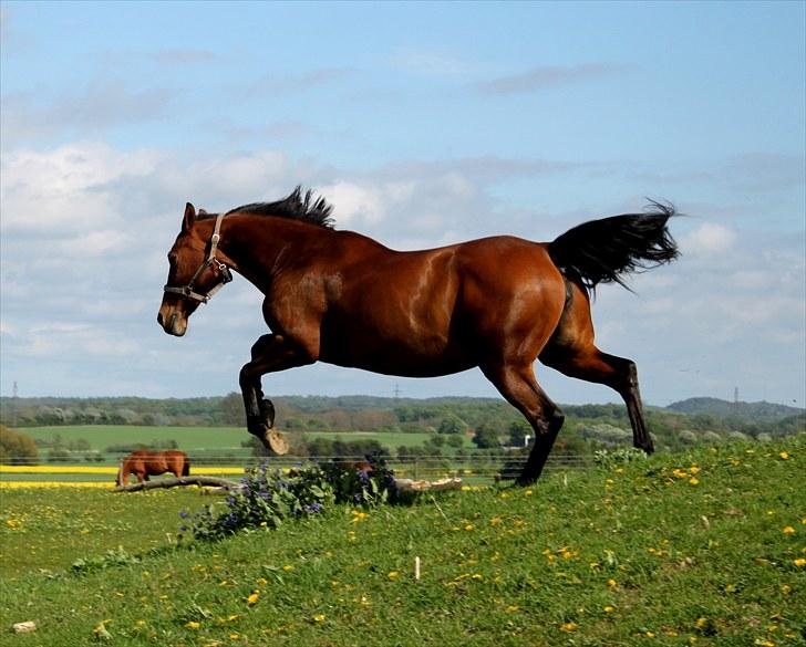 Anden særlig race Flicka  - Billede 12: Sød hest :) billede 12