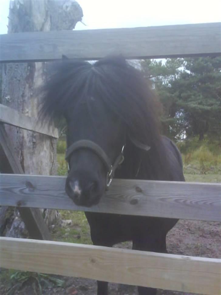 Shetlænder Rodolf billede 20