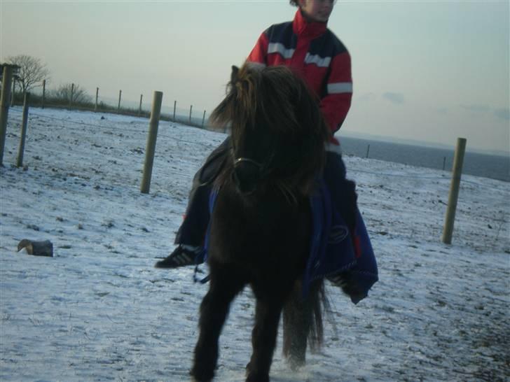 Islænder Daðri (fra Meldgaard) - Ingen kan få mit humør op som du kan <3  billede 12