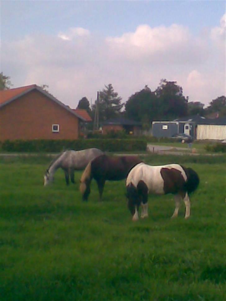 Anden særlig race Stormy | SOLGT | - Stormy, Jacob og Charlie på fold. billede 12