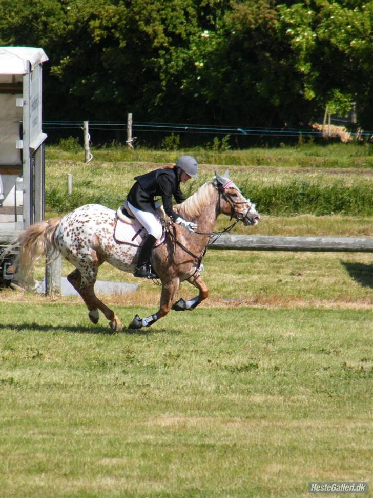 Anden særlig race Onyx ¤SOLGT¤ )': - #1 Velkommen til Pownie´s profil xD efter fejlfri omspring LD THR 3. plads ST0LT! :D Foto: KathrineKjærSørensen!<3 billede 1