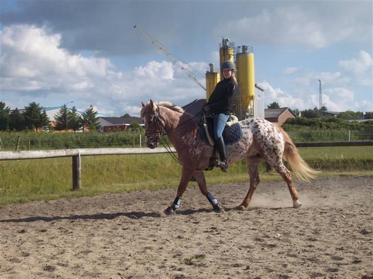 Anden særlig race Onyx ¤SOLGT¤ )': -  #2 Dressur træning i; det ALDRIG kønt (: billede 2