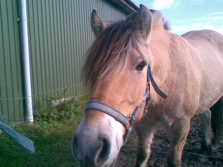 Fjordhest joakim - heeeeeej joakim<333 billede 1