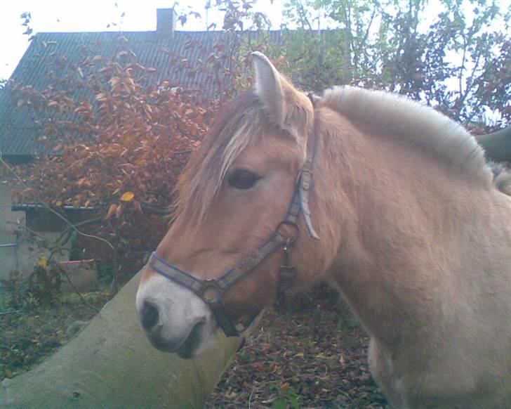 Fjordhest joakim - vi var ovre hos niko billede 2