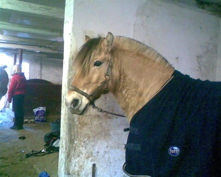 Fjordhest joakim - joakim i stalden billede 3
