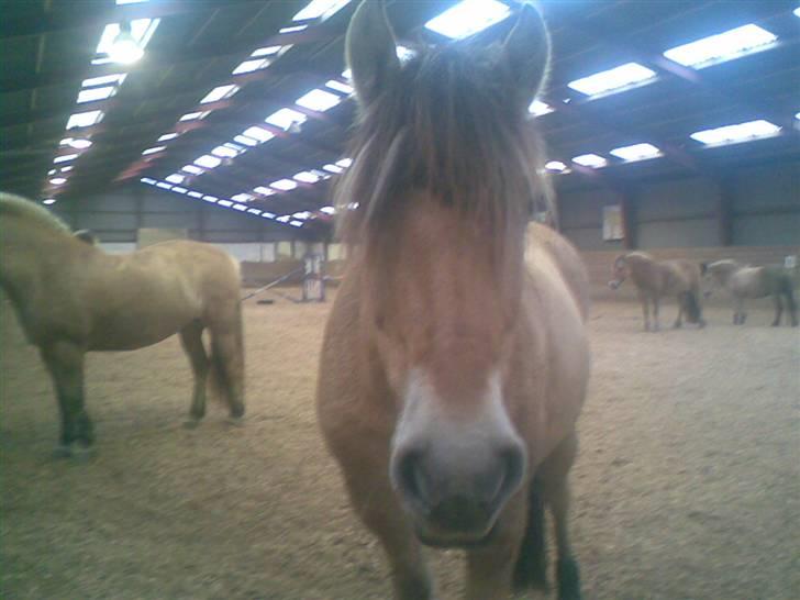 Fjordhest joakim - lige efter vi hade sprunget billede 4