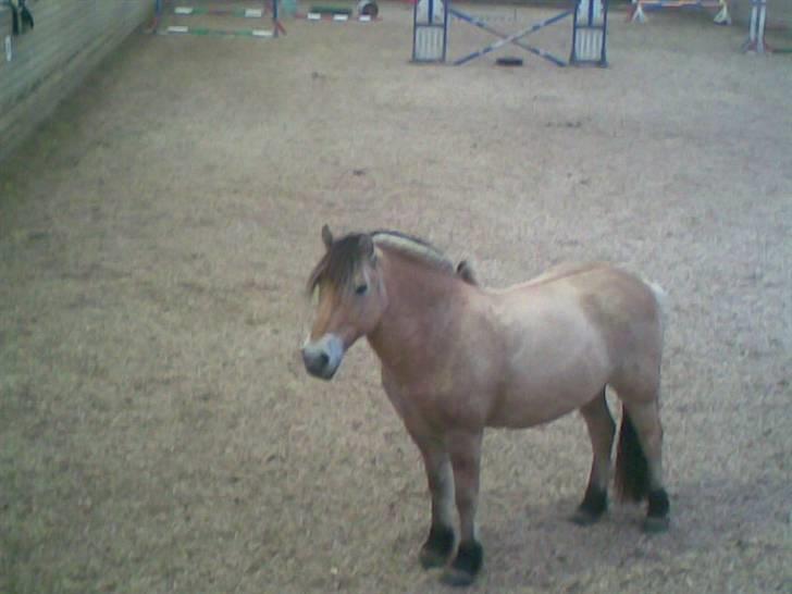 Fjordhest joakim - joakim på ridebanen billede 5