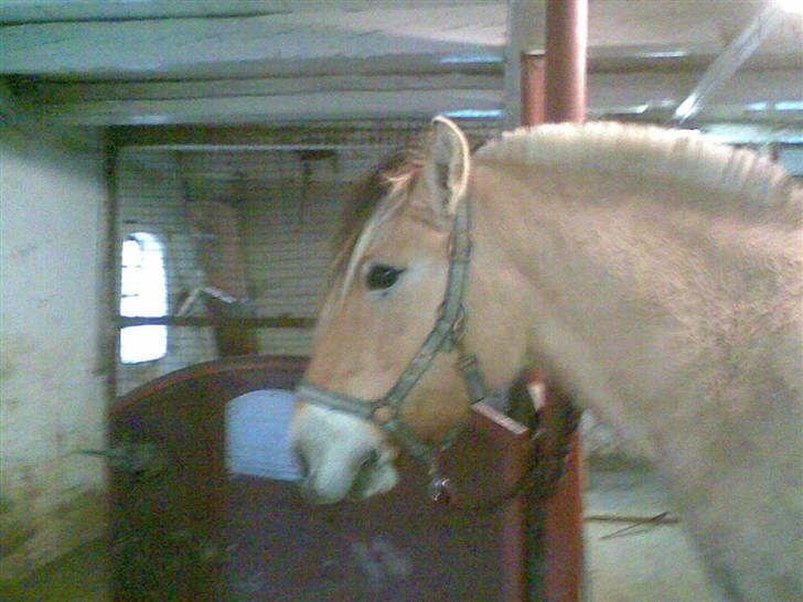 Fjordhest joakim - i stalden billede 6